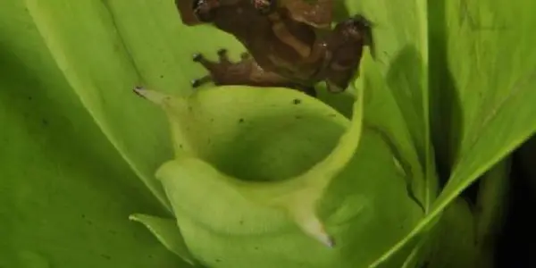 Teresensis' Bromeliad Treefrog Found In Brazil