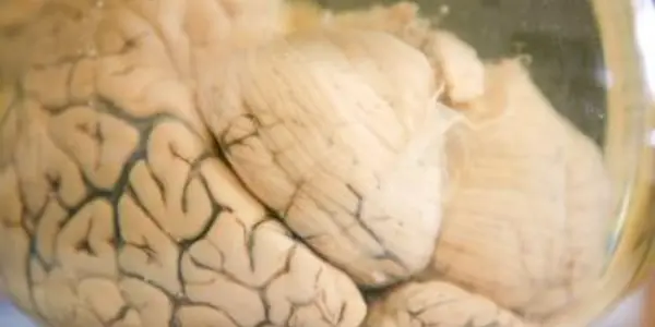 Small Molecule May Help Battle Depression - And Antidepressants Change It