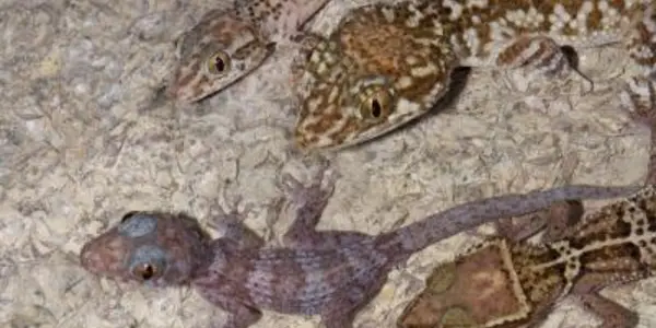 Madagascar No Longer An Evolutionary Hotspot
