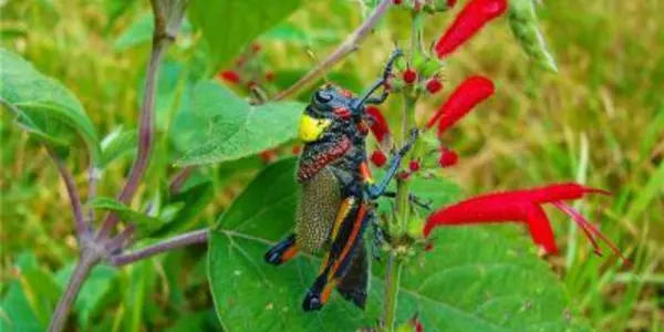 Liladownsia Fraile: New Grasshopper Species Named After Mexican Singer