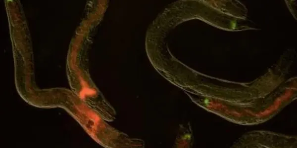 Photorhabdus Luminescens: Bacteria's Version Of Jekyll And Hyde