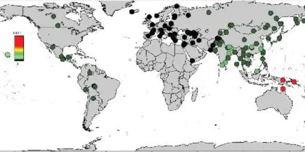 A World Map Of Neanderthal And Denisovan Ancestry In Modern Humans