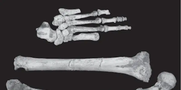 Homo Floresiensis: Our Clown-Footed Cousins