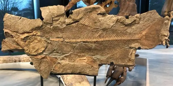 Pleistocene Fossil Salmon From The Olympic Peninsula