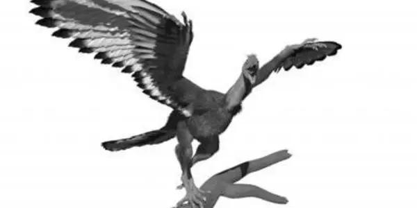 'Dinobird' Plumage Patterns Revealed By X-Rays
