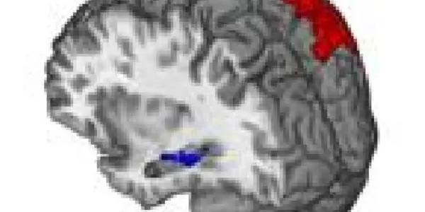 Mental Maps: Route-learning Changes Brain Tissue