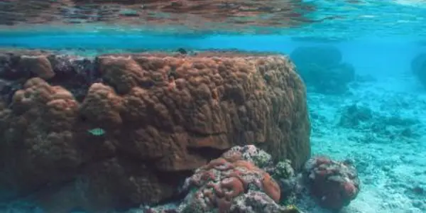 Taimasa: The Stench Of El Nino Coral Die-Offs