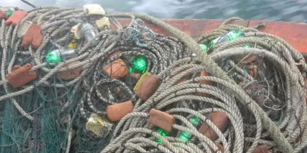 Green Light Stops Sea Turtle Deaths