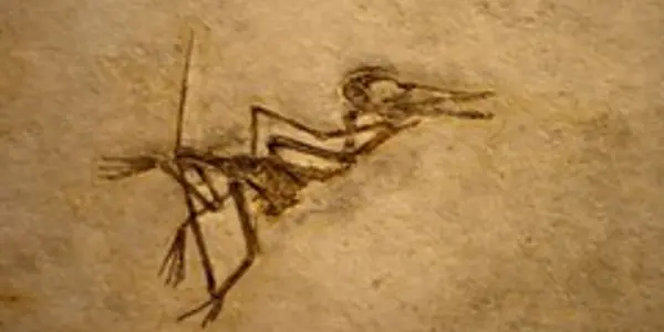 Earliest Vertebrates To Evolve Powered Flight