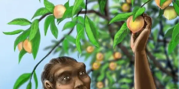 Eat A Paleo Peach: First Fossil Peaches Discovered In Southwest China