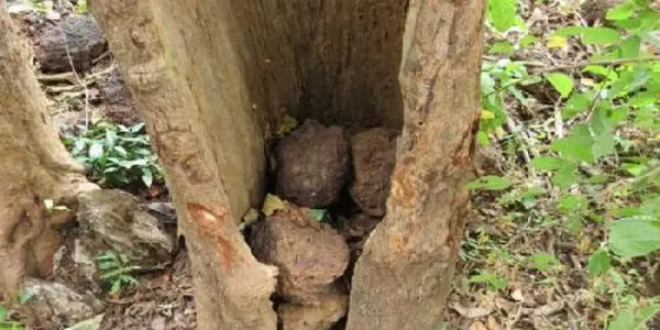 Why Do Chimpanzees Throw Stones At Trees?