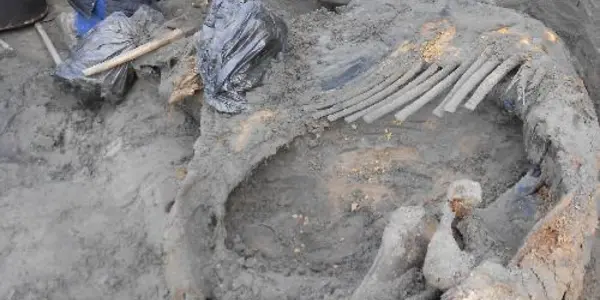 Mammoth Injuries Indicate Humans Occupied Arctic Earlier Than Thought