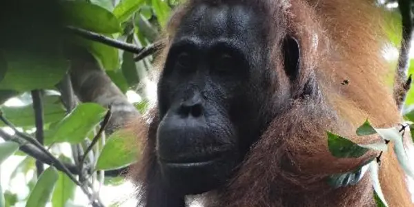 Orangutans: Lethal Aggression Between Females