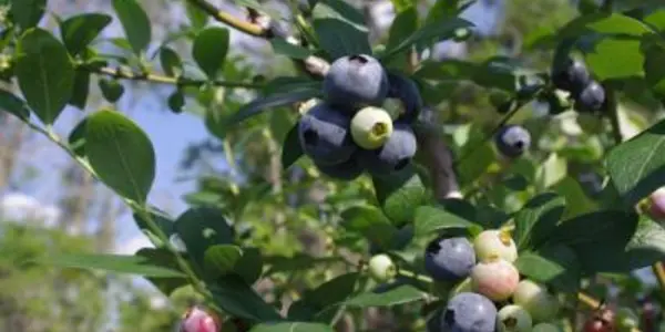 Eating Quality And The Best Blueberry Lines - The Science