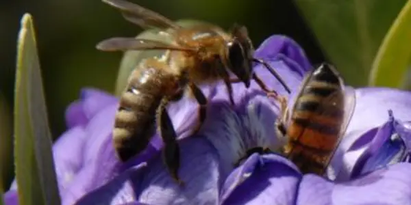 Genetic Sex-Determination In Honeybees - A 200-year-old Molecular Evolution Story