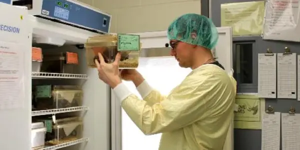 Are Lab Mice Too Cold? It Makes A Difference In Science