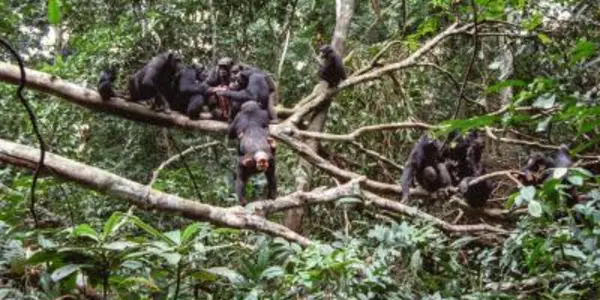 The Way To A Chimpanzee's Heart Is Through Its Stomach