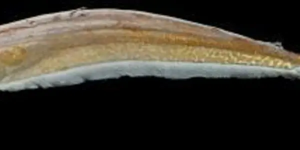 Akawaio Pena: South America's 'Lost World' Reveals New Genus Of Electric Fish