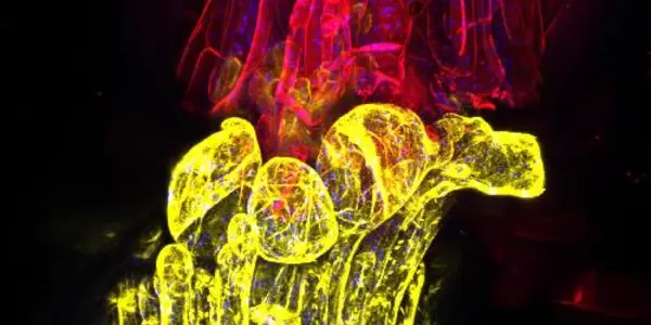 Grafted Plants' Genomes Can Communicate With Each Other