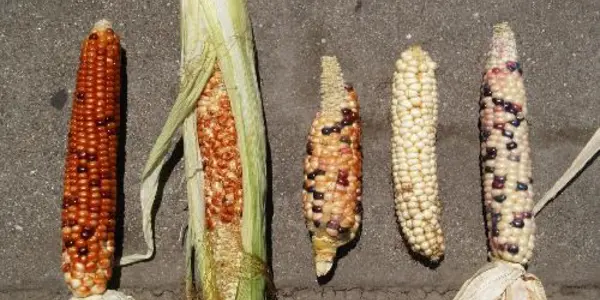 Spreading Seeds By Human Migration