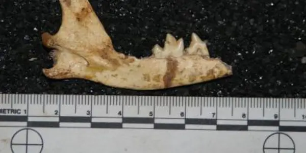 Vulpes Skinneri: Two Million-Year-Old Fox Species Found