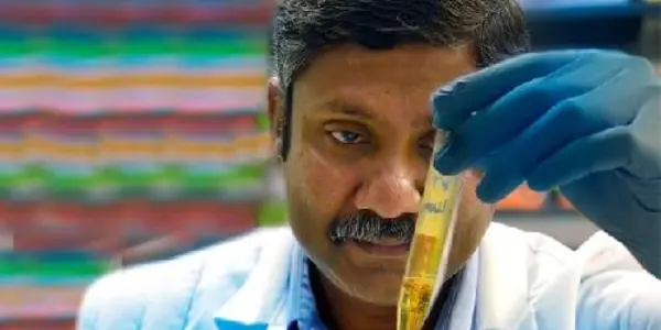 Scientists Prevent, Reverse Diabetes-related Kidney Destruction In Animal Model