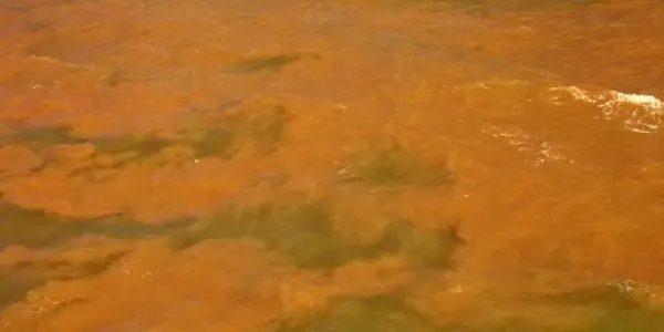 Scientists Discover New Reef System At Mouth Of Amazon River