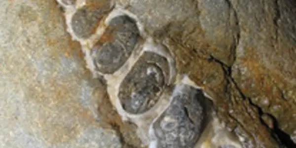 Tuffaceous Siltstone: Paleontology of Porter