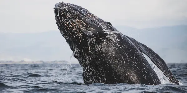 Tracking Whale Migration With Barnacles