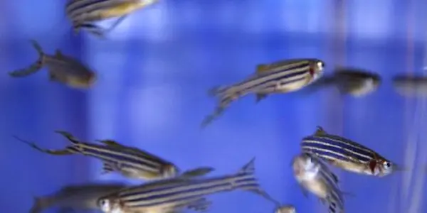 Mysteries Of Bony Fish Genome Evolution