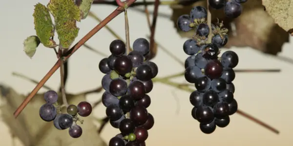 Mapping The Microbial Terroir Of Wine