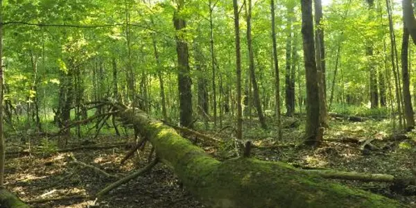 A Carbon Sink That Can't Be Filled