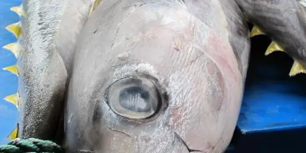 Pollutants In Fish Inhibit Human's Natural Defense System