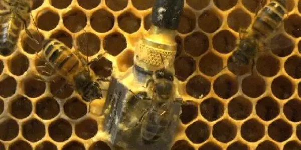Vibrating Bees Tell The State Of The Hive