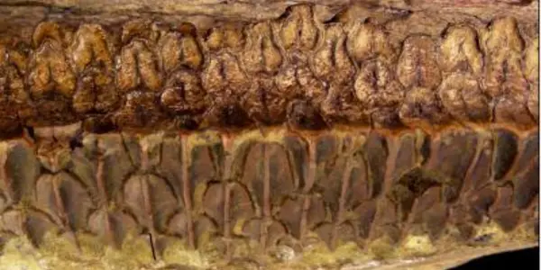 Duck Bills For The Herbivore Win, Even 85 Million Years Ago