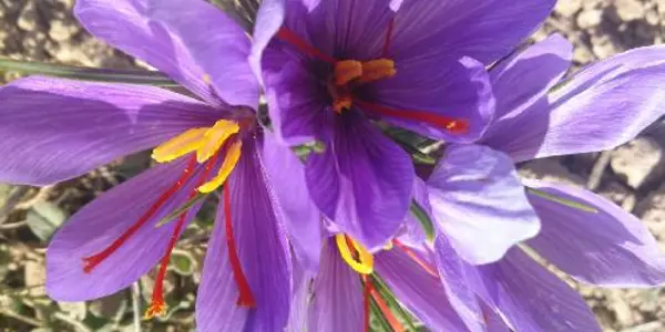 Chemical Fingerprints Confirm The Saffron Fraud