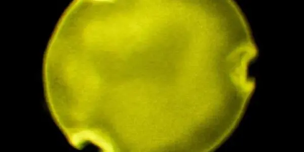 Ancient Bees Gathered Pollen In 2 Ways