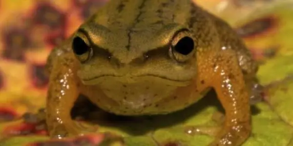 New Golden Frog Species Discovered In Colombia