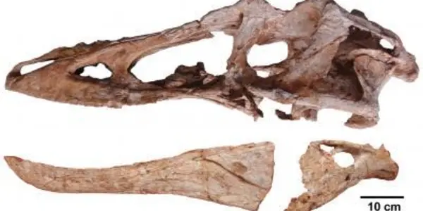 Pinocchio Rex: Long-nosed Cousin Of Tyrannosaurus Rex
