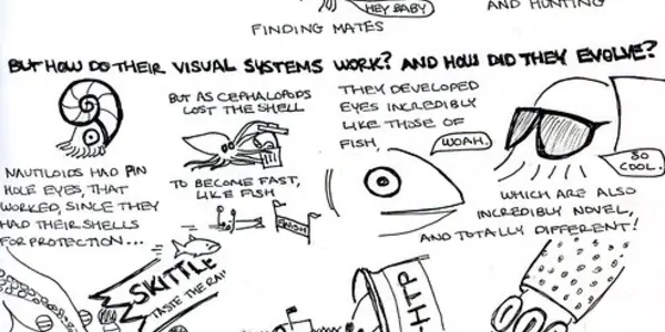 The Cartoon Guide To Squid Eyes