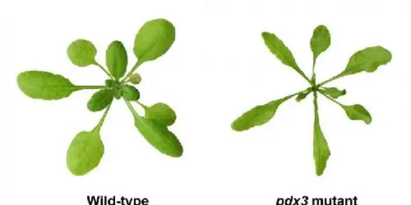 A New Role For Vitamin B6 In Plants