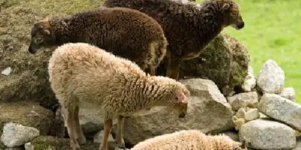 Sunshine Vitamin Linked To Improved Fertility In Wild Animals