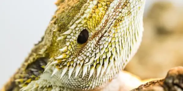 Reptiles Share Sleep Patterns With Mammals And Birds After All