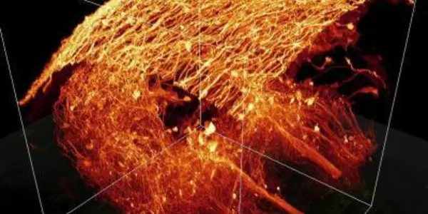 New Technique Takes Cues From Astronomy And Ophthalmology To Sharpen Microscope Images