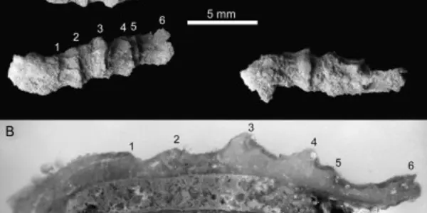 Pre-Cambrian Critter