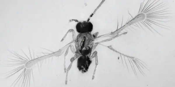 Fairyflies Get A New Species - Tinkerbella Nana