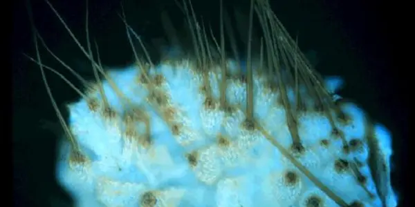 A Sex Pheromone Assembly Line In Manduca Sexta