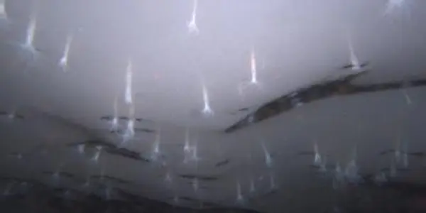 Ice-loving Sea Anemones Discovered In Antarctica