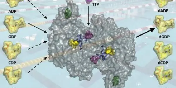 DNA Supply Chain