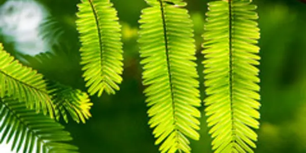 Metasequoia: Dawn Redwood